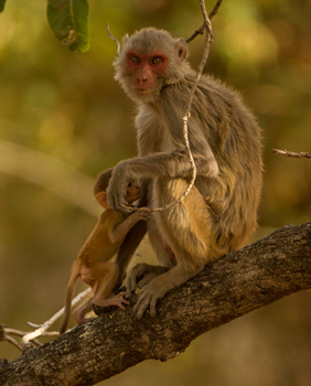 rhesus